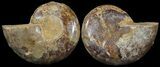 Cut & Polished, Agatized Ammonite Fossil - Jurassic #53812-1